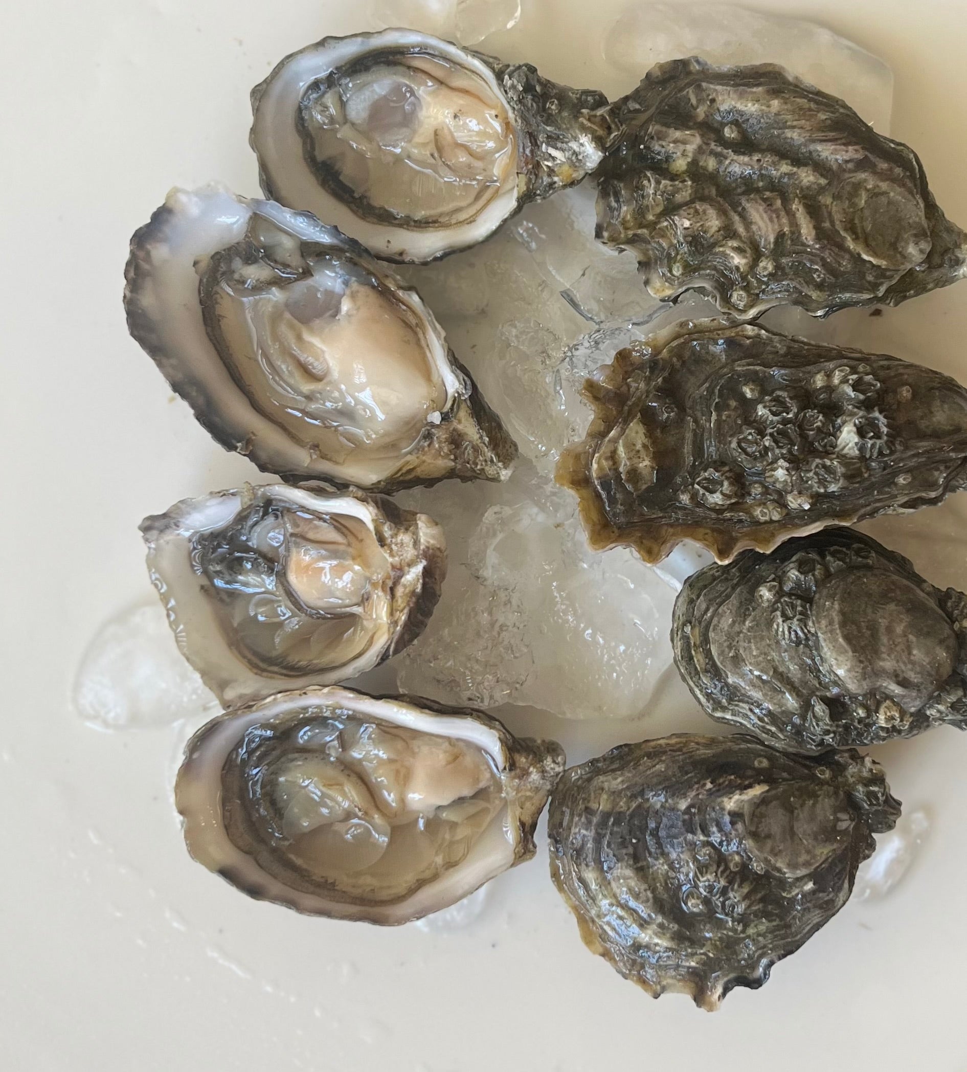 The Twin Coast Reserve.  15 Oysters