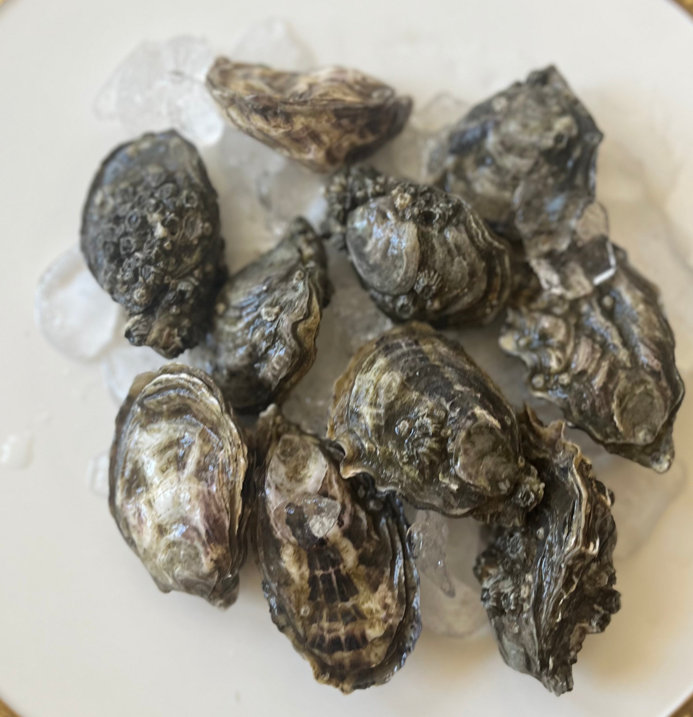 30 Caballo Blanco  (Tomasini and Preston point) Pacific Oyster