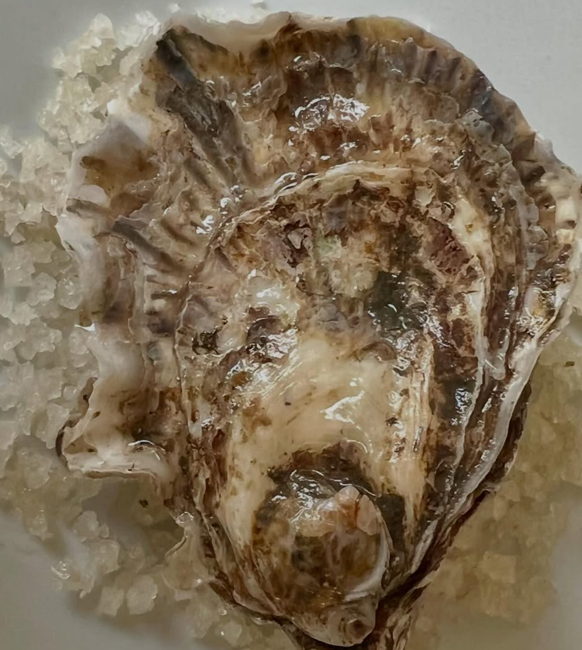 Kumamoto oyster